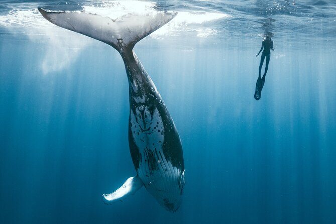 Swim with humpback whales - Getting on the Water: 8:30 Start, Pickup, and the Small-Group Reality