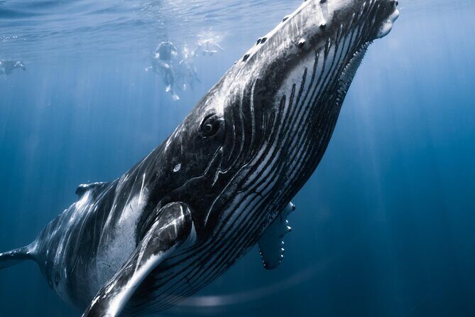 Swimming with Whales in Moorea (Half Day tour) - The Season Window That Makes Humpbacks Possible