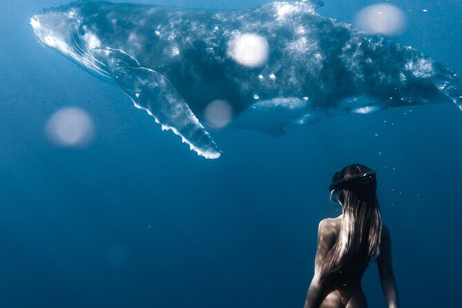Swimming with Whales in Moorea (Half Day tour) - Life Jackets, Wetsuits, and Staying Legal Without Being Miserable