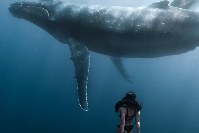 Swimming with Whales in Moorea (Half Day tour) - The Swim Part: Skills, Pace, and How Choppy Seas Change the Plan