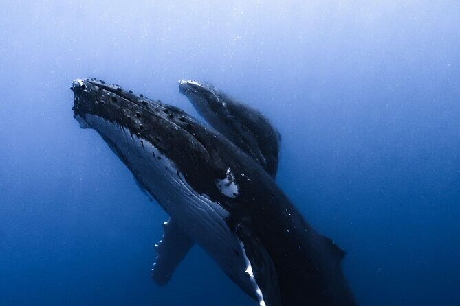 Swimming with Whales in Moorea (Half Day tour) - More Than Whales: Dolphins, Stingrays, Sharks, and the Surprise Moments