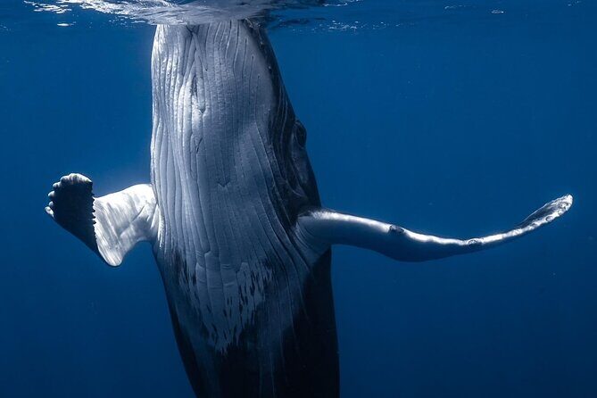 Swimming with Whales in Moorea (Half Day tour) - Gear and What to Pack (So You Don’t Burn Time on Small Stuff)