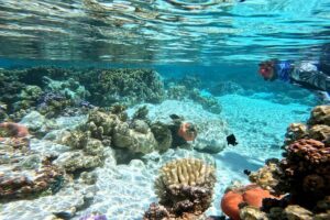 Tahaa Excursion in Electric Paddle Snorkeling Coral Garden - Choosing the Right Time Slot: 3 Hours vs. 1.5 Hours vs. Private