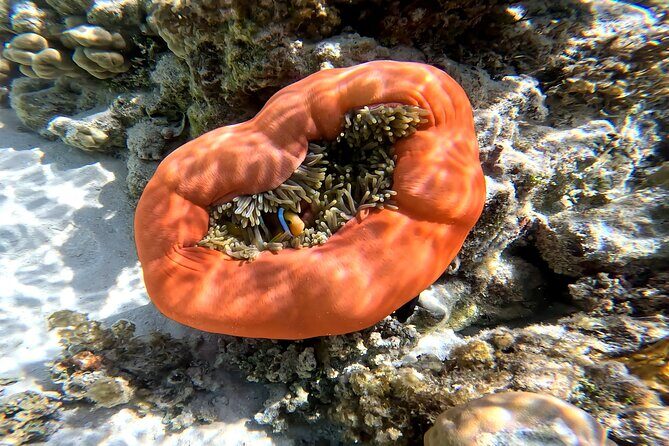 Tahaa Excursion in Electric Paddle Snorkeling Coral Garden - Stop by Stop: Jardin de Corail and the Lagoon Route That Actually Makes Sense