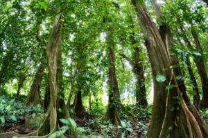 Taha'a Island or Raiatea Boat Tour - Price and Value: What You’re Really Paying For