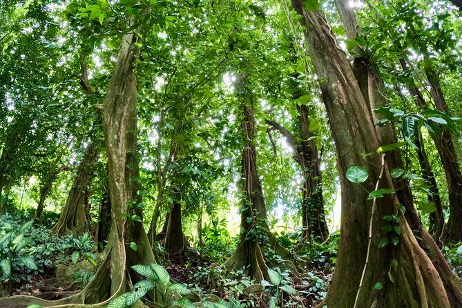 Taha'a Island or Raiatea Boat Tour - Price and Value: What You’re Really Paying For