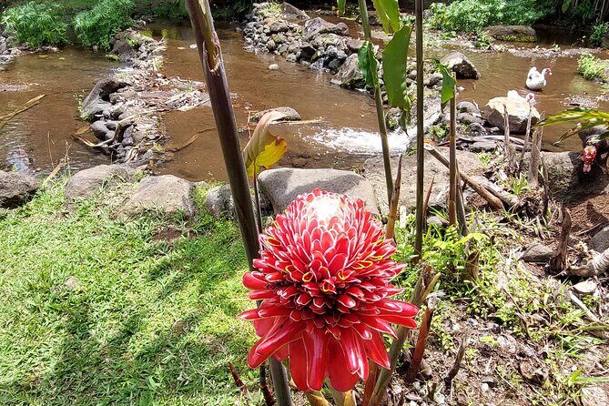 Tahiti Full Day Private Coastal Tour - Timing, comfort, and how “short walks” add up