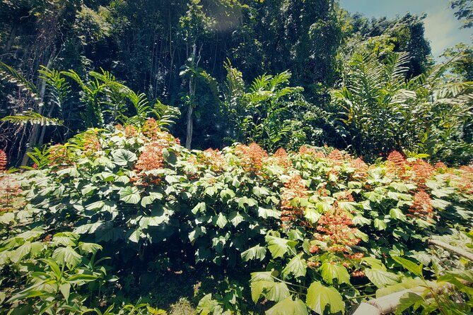 Tahiti Half Day Coastal Private Tour - Stop 1: Arahurahu Marae (open-air temple + Polynesian mana)