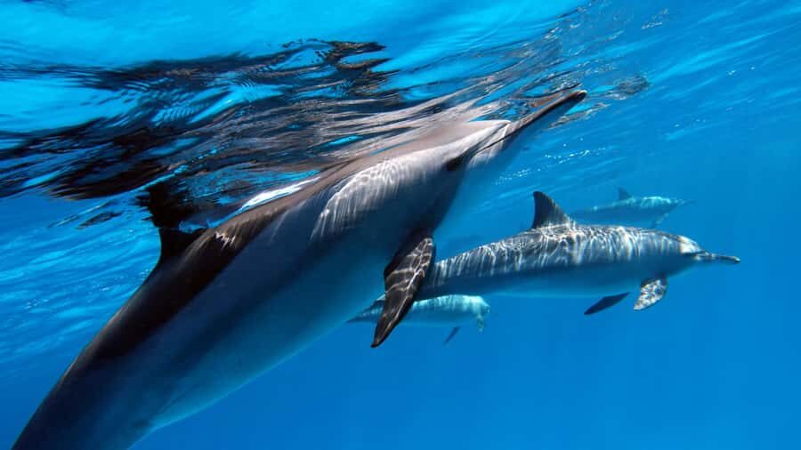 Tahiti island: 4 hours Snorkeling Tour - Key highlights at a glance