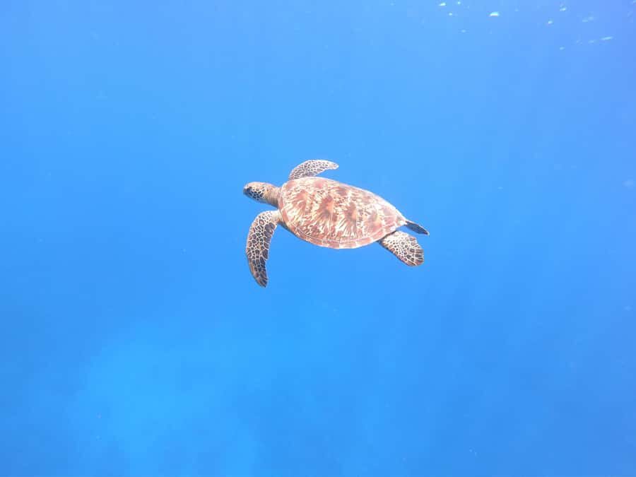 Tahiti island: 4 hours Snorkeling Tour - Four hours on a Tahiti lagoon: how the day actually flows