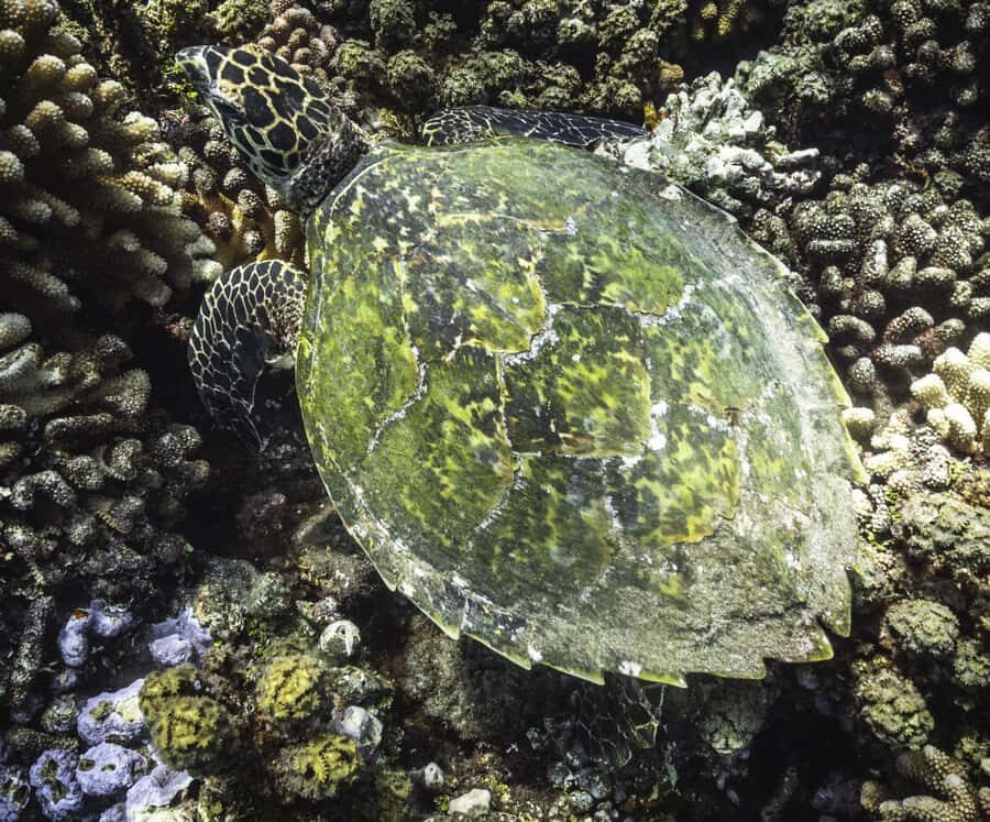 Tahiti island: 4 hours Snorkeling Tour - Local food and drinks: the break that actually tastes like Tahiti