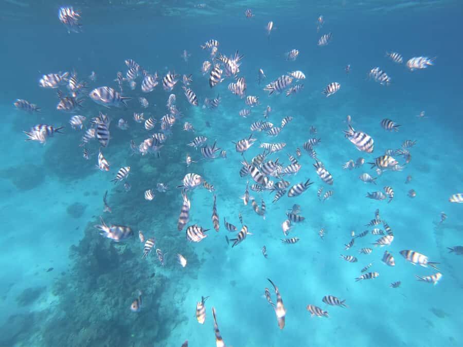 Tahiti island: 5 hours Snorkeling Picnic - Key Things I’d Prioritize Before You Go
