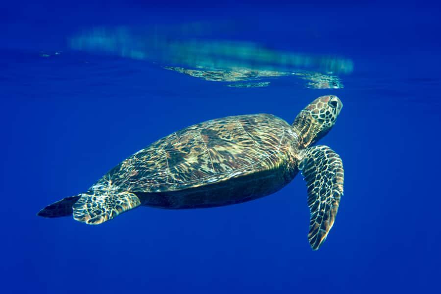 Tahiti island: 5 hours Snorkeling Picnic - What’s Included (and What You’ll Need to Add Yourself)