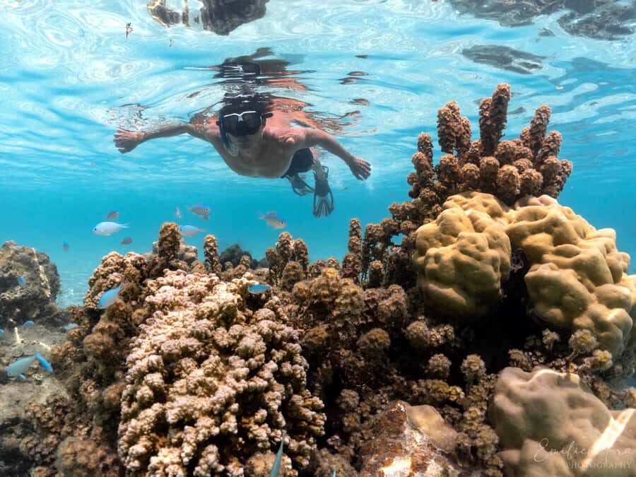 Tahiti island: 5 hours Snorkeling Picnic - Morning Dolphin Watching: Start With Long-Beaked Energy