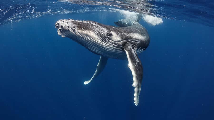 Tahiti island: Whale watching Experience - Key things I’d fixate on before booking