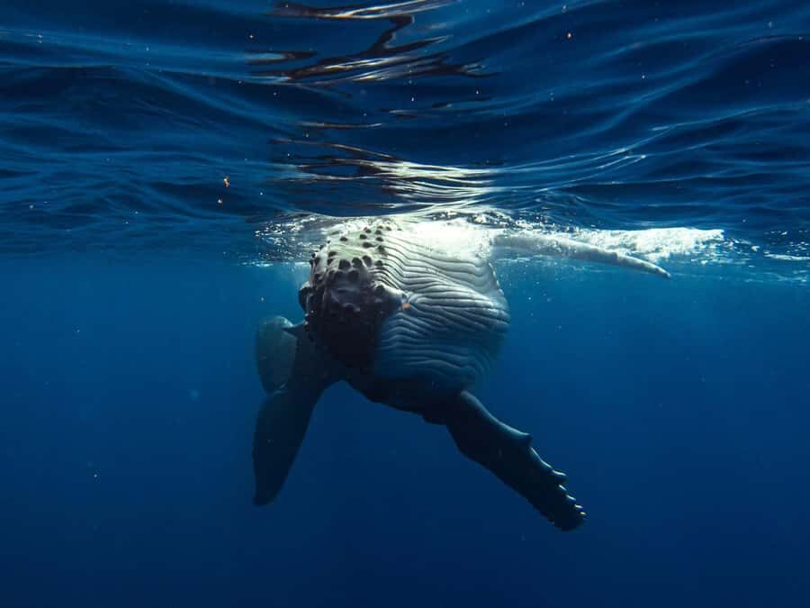 Tahiti island: Whale watching Experience - Why Tahiti humpback whale watching feels different on this 5-hour boat trip
