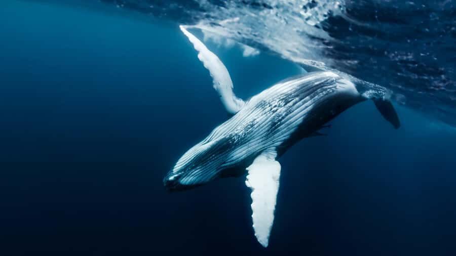 Tahiti island: Whale watching Experience - The humpback whale moment: respectful viewing, and when swimming is possible