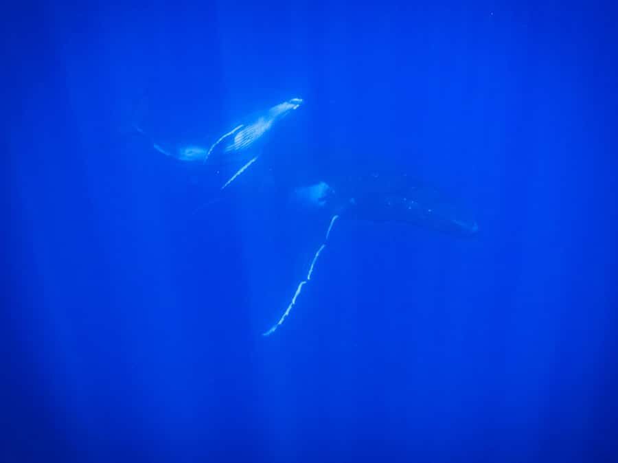 Tahiti island: Whale watching Experience - Boat size, timing, and value: is $227 a fair deal for 5 hours?