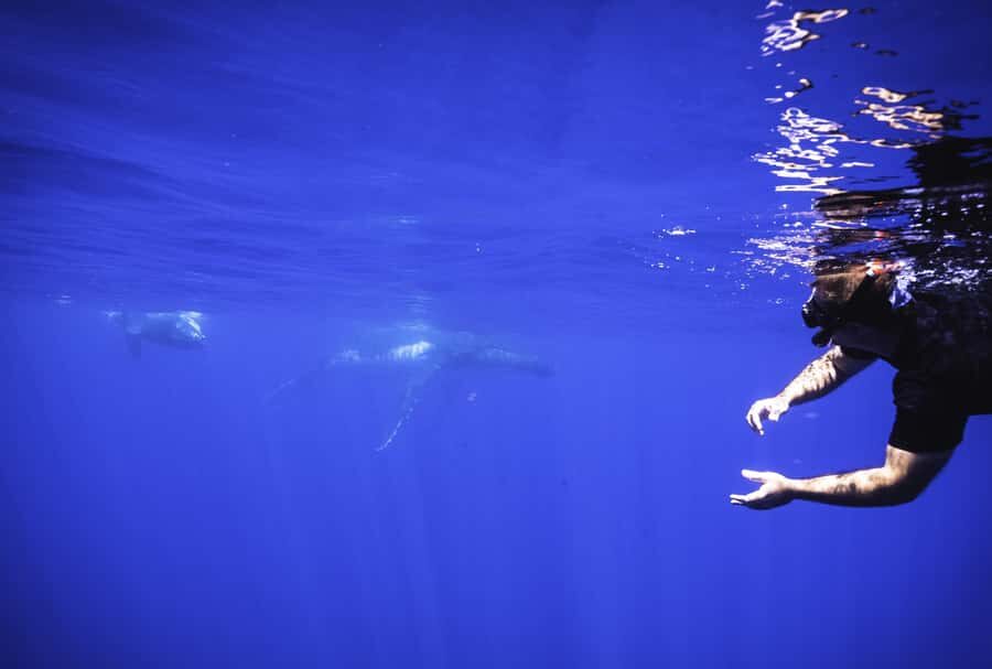 Tahiti island: Whale watching Experience - Pickup and getting there: the logistics that decide your stress level