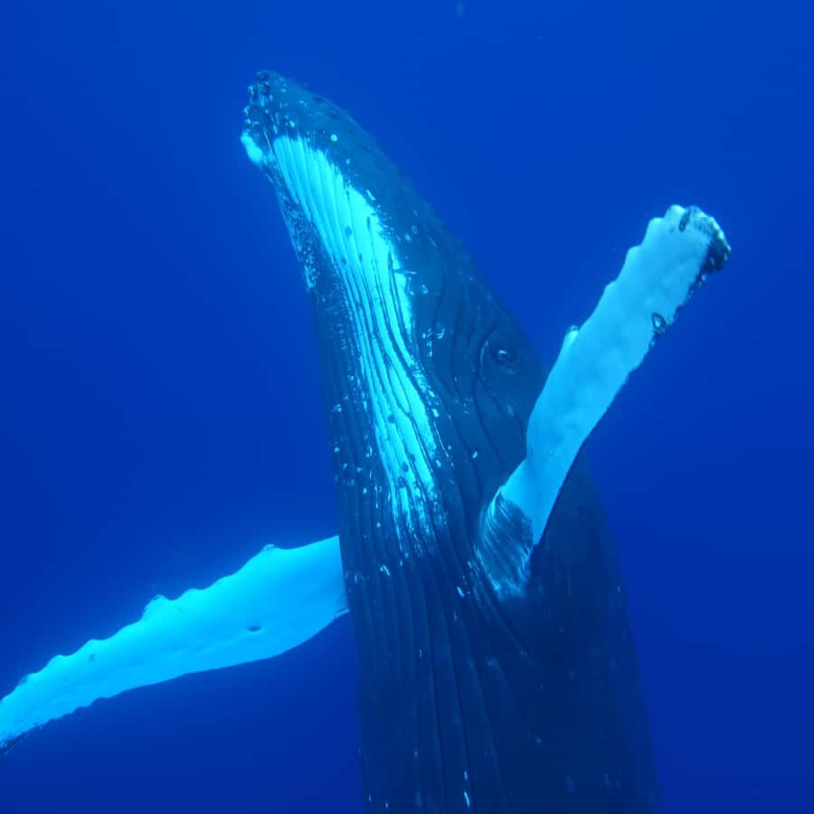 Tahiti island: Whale watching Experience - When this whale swim trip is the right fit (and when it isn’t)