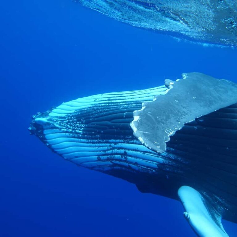 Tahiti island: Whale watching Experience - What the day looks like: sailing, dolphins, snorkeling, then whale time