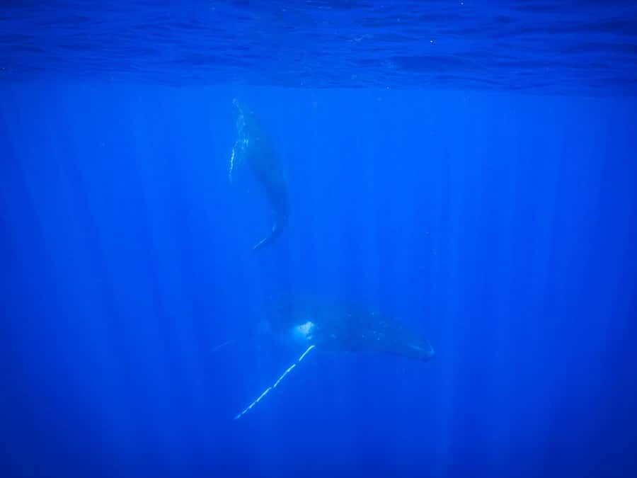 Tahiti island: Whale watching Experience - Should you book Tahiti by boat whale watching?