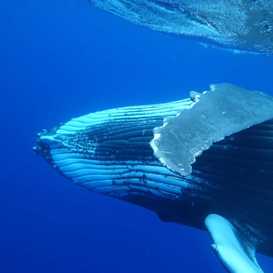 Tahiti island: Whale watching Experience - What the day looks like: sailing, dolphins, snorkeling, then whale time