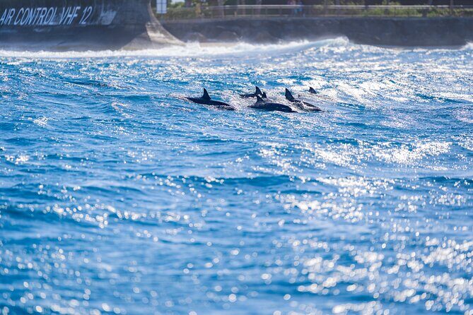 Tahiti Lagoon Snorkeling and Lunch Boat Tour (6 pax max) - The Boat Comfort: Shaded Deck, New Gear, and Safety Focus