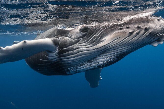 Tahiti, land of whales: a unique experience! - Key things I’d circle before you book