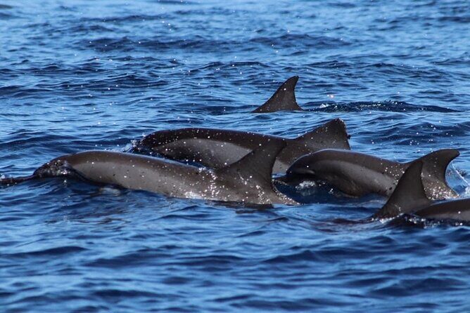 Tahiti, land of whales: a unique experience! - Whale watching that’s more than spotting dots
