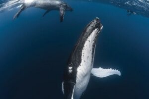 Tahiti, land of whales: a unique experience! - Sea turtle snorkeling: gear included, and rules that matter