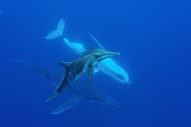 Tahiti, land of whales: a unique experience! - Taapuna sandbank finale: the moment that lands