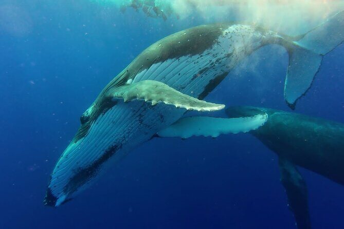 Tahiti, land of whales: a unique experience! - Guides and crew: Naia/Naea energy makes it feel personal