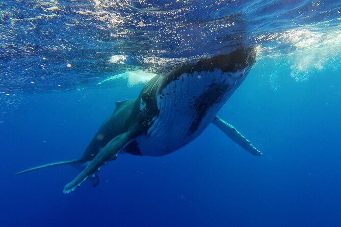Tahiti, land of whales: a unique experience! - Price and value: what you get for $176