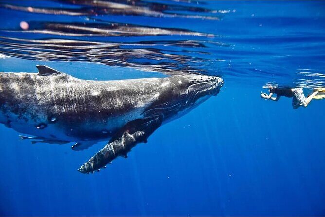 Tahiti, land of whales: a unique experience! - What to bring (so your day doesn’t get annoying)