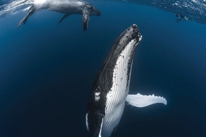 Tahiti, land of whales: a unique experience! - Sea turtle snorkeling: gear included, and rules that matter