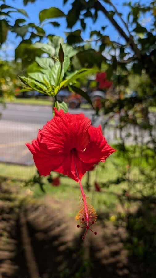 Tahiti: Northeast Coast Waterfalls&Viewpoints Half Day Tour - What Makes the Guiding the Real Difference