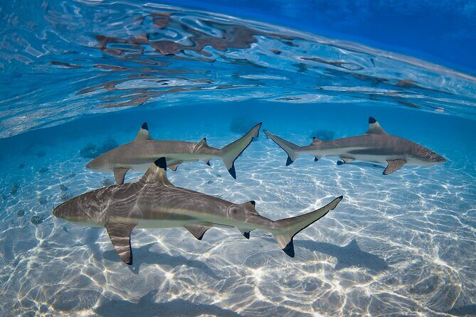 The Vanilla tour of Taha'a in a comfortable outrigger canoe - Jardin de Corail snorkel: Coral Garden is the headline