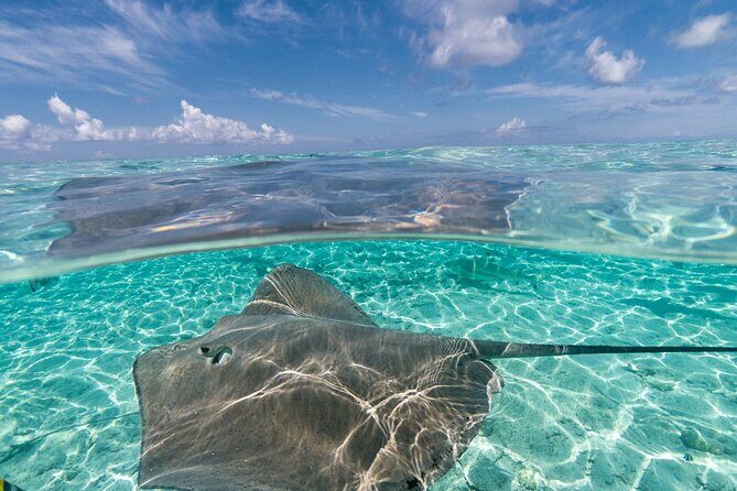 Toa Boat Bora Bora Private Lagoon tour On Majestic Pontoon Boat - Price and Value: When $500 Per Person Actually Makes Sense