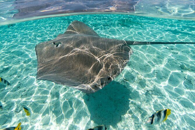 Toa Boat Bora Bora Private Lagoon tour with Lunch On Majestic Pontoon Boat - Price and value: when $725 per person starts to make sense