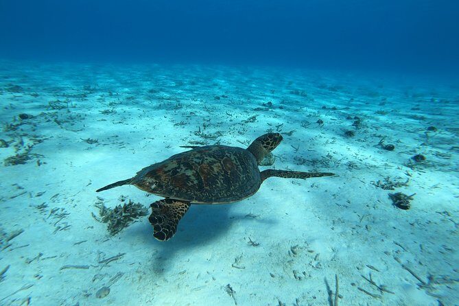 Tohora Bora Bora Snorkeling Lagoon Tours - Key things to know before you go