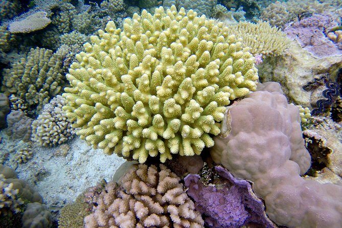 Tohora Bora Bora Snorkeling Lagoon Tours - What this tour is really like on the water