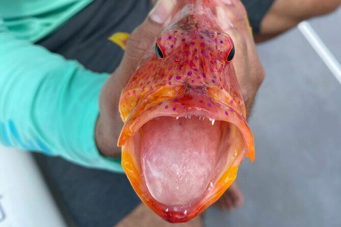 Unique in Raiatea: discover the lagoon, fish, cook, enjoy! - Jardin de Corail: reef time, snorkeling, and a breather