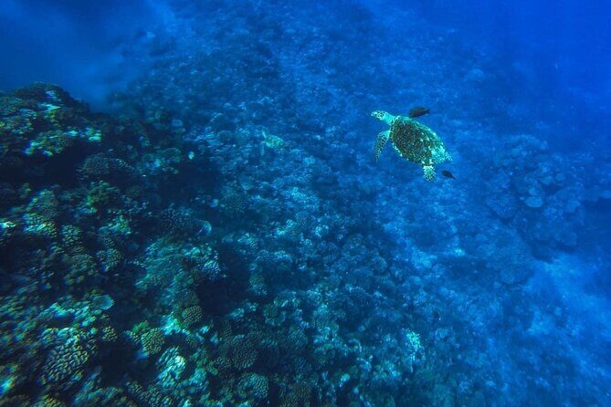Want to escape? Treat yourself to a snorkeling session in Tahiti! - Snorkel Time for Sea Turtles: Calm Focus, Not Chaos