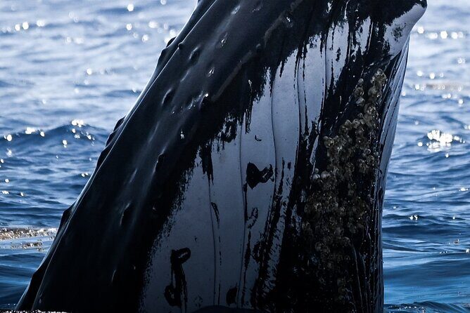 Watch and Swim with Humpback Whales in Moorea - Key Things I’d Focus On First