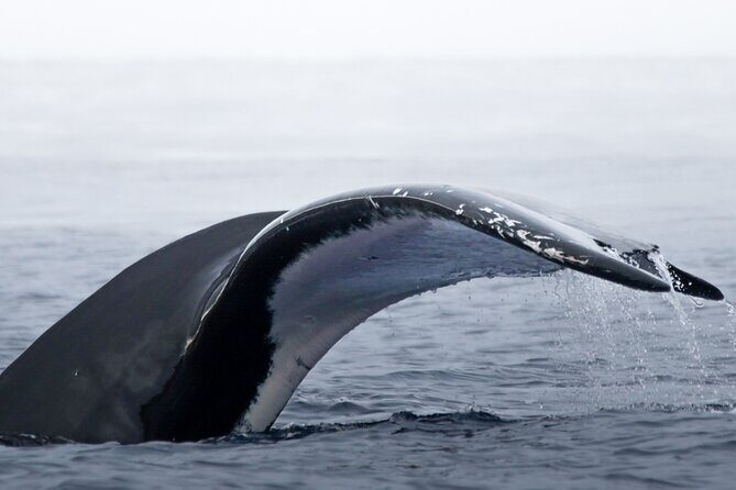 Watch and Swim with Humpback Whales in Moorea - Moorea Humpback Whale Swim: What the 4 Hours Are Like