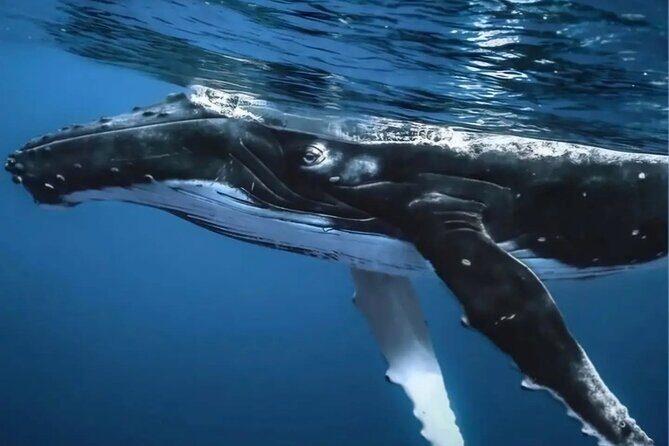 Watch and Swim with Humpback Whales in Moorea - What’s Included: Gear, Safety, and Little Comfort Wins