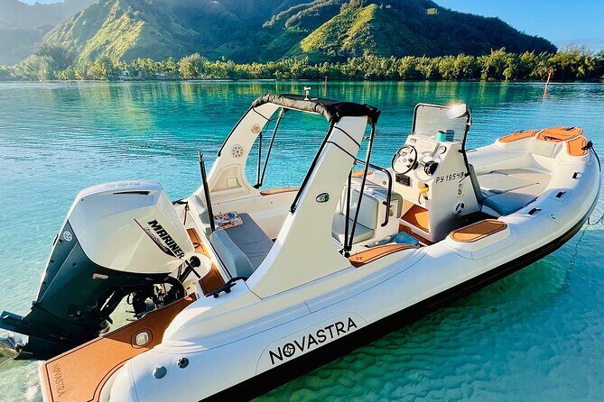 Watch and Swim with Humpback Whales in Moorea - Price and Value: Is $267.22 Worth It?