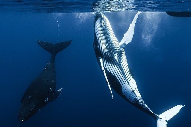 Watch and Swim with Humpback Whales in Moorea - On the Water: Watching Whales Before You Swim