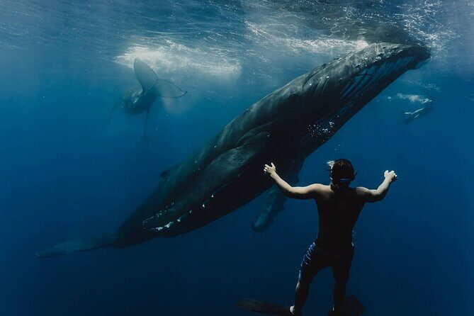Whale Tour - Observe and swim with whales - Key things to know before you go